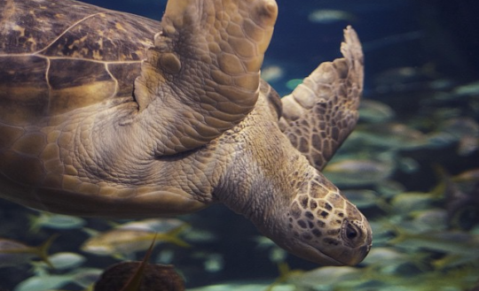 Screen+Shot+2015-07-01+at+3.51.12+PM