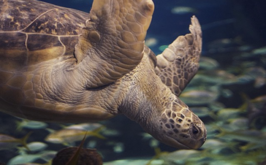 Screen+Shot+2015-07-01+at+3.51.12+PM