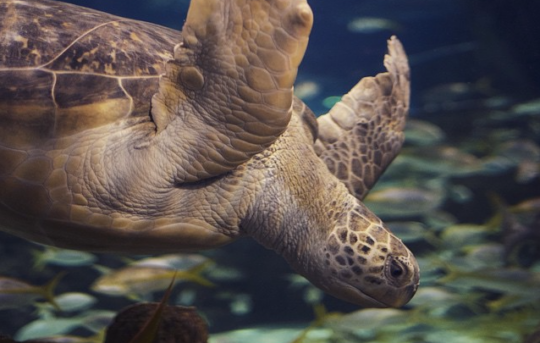 Screen+Shot+2015-07-01+at+3.51.12+PM