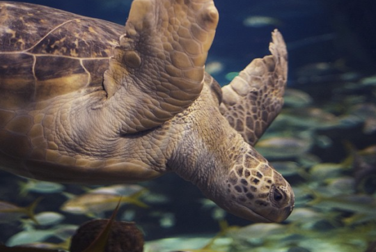 Screen+Shot+2015-07-01+at+3.51.12+PM