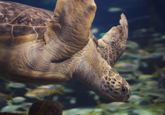 Screen+Shot+2015-07-01+at+3.51.12+PM